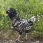 Logo de l'équipe La coloc des bobos écolos